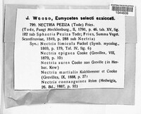 Hydropisphaera peziza image